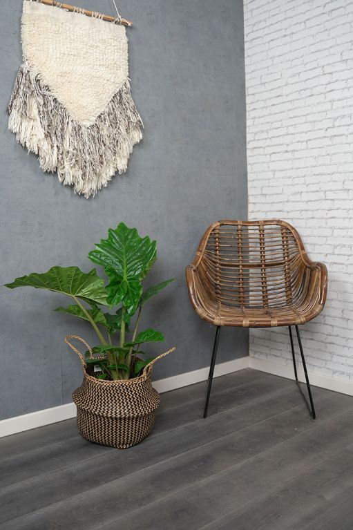 Alocasia portadora interieur