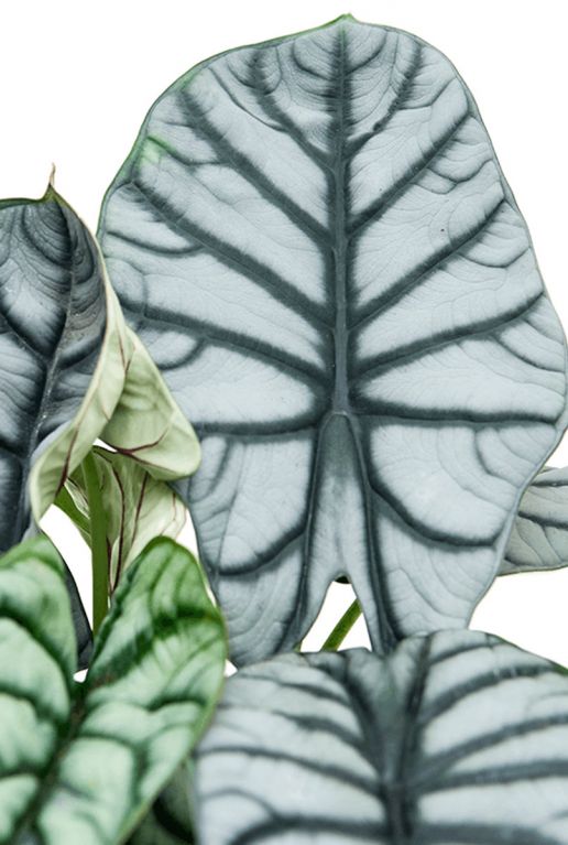 Alocasia silver dragon plant