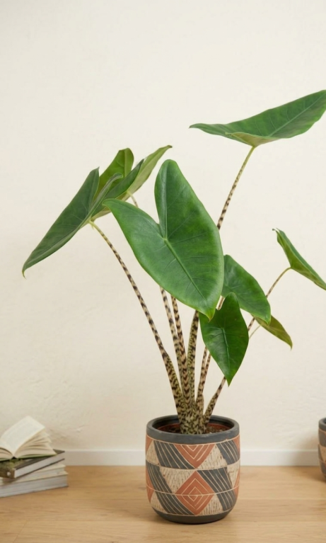 Alocasia zebrina p24