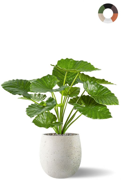 Alocasia zijdeplant in pot