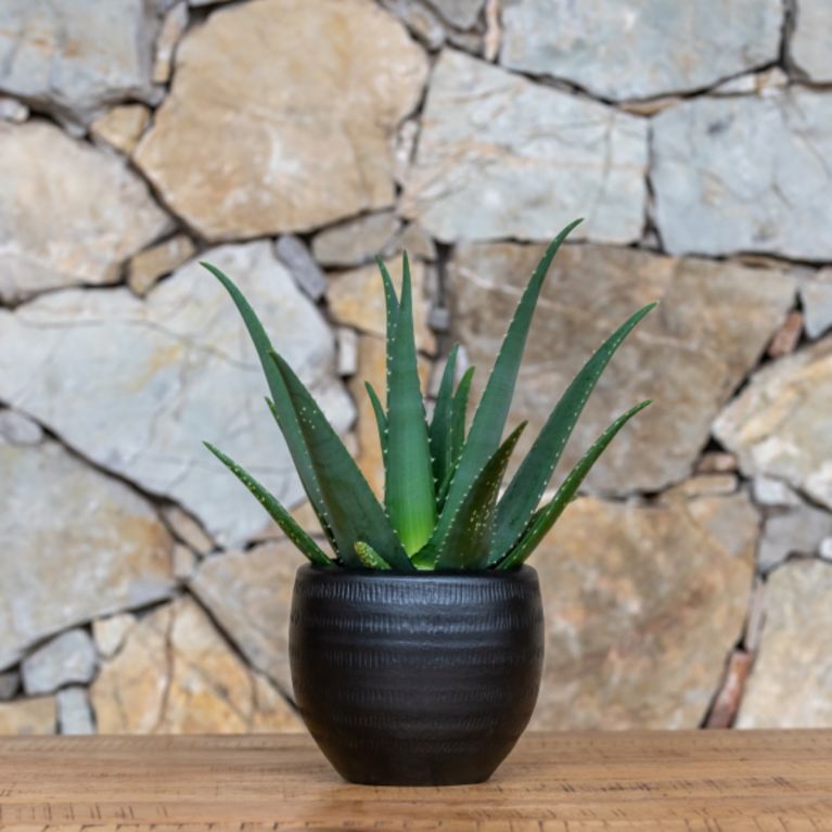 Aloe medivera equator zw pot 1-1