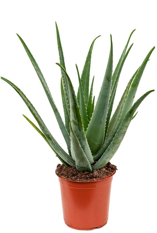 Aloe vera