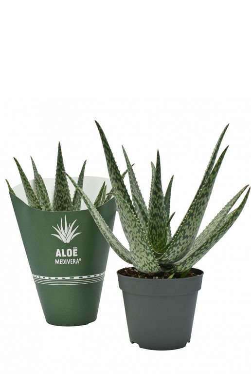 Aloe vera meridiaan