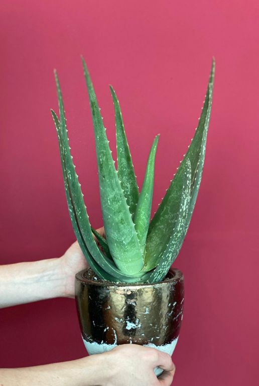 Aloe vera plant 1