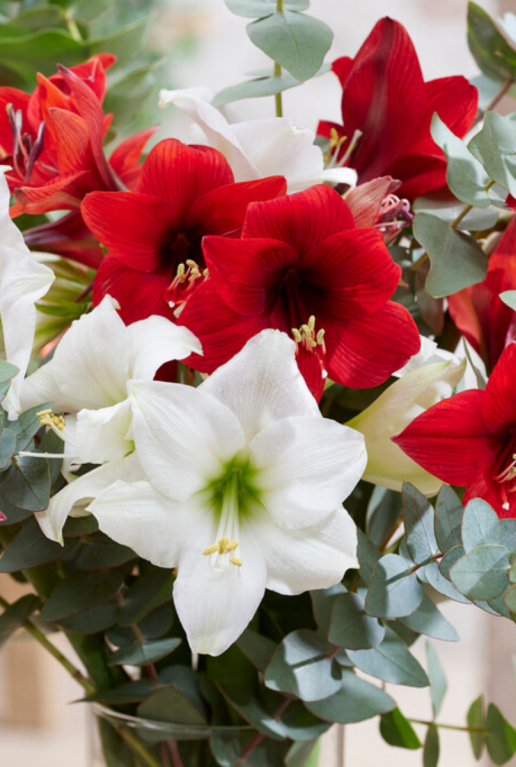 Amaryllis fluweel zwart sfeer 2
