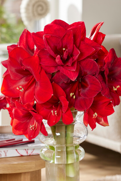 Amaryllis industrial groen sfeer 2