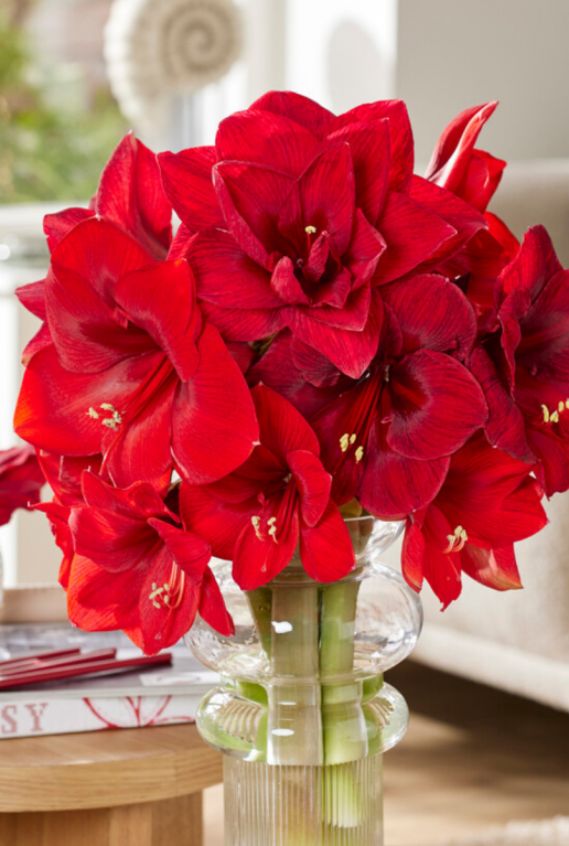 Amaryllis industrial zwart sfeer 2