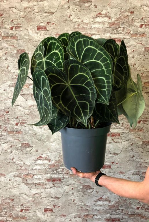 Anthurium clarinervium kamerplant