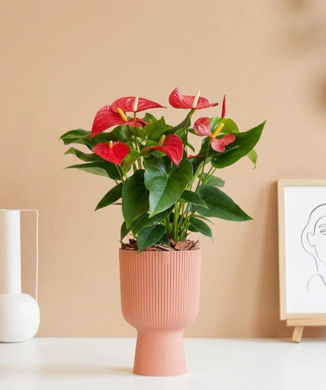 Anthurium sfeerfoto 1