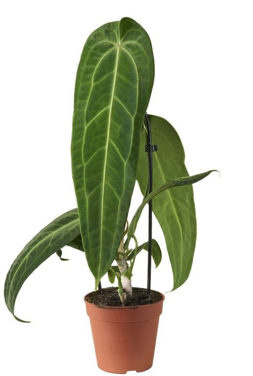 Anthurium warocqueanum