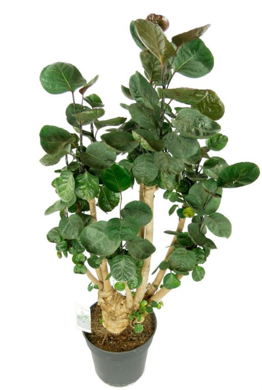 Aralia fabian rond groen blad