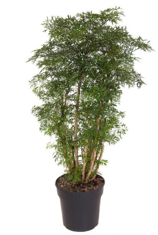 Aralia grote polyscias ming