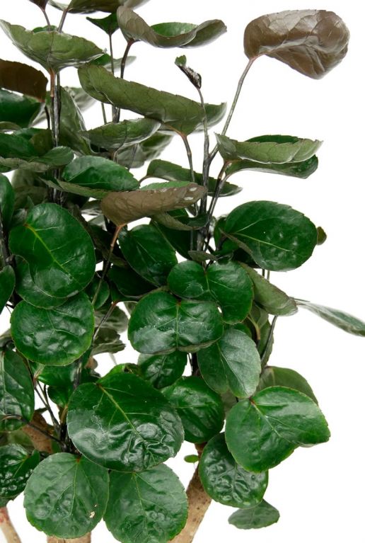 Aralia plant ronde blaadjes