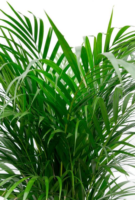 Areca palm in Elho Greenville pot