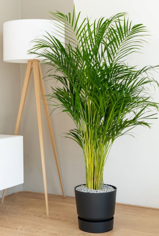 Ongunstig zweer Compatibel met Areca | Goudpalm 120cm kopen?- 123planten.nl