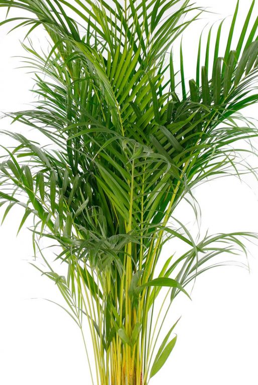 Volle groene Areca plant 