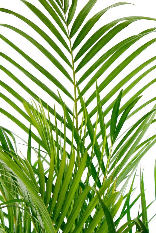 Veerachtige groene bladeren Areca
