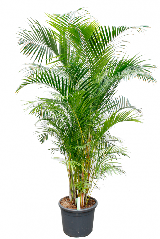 Areca goudpalm kopen 40cm 