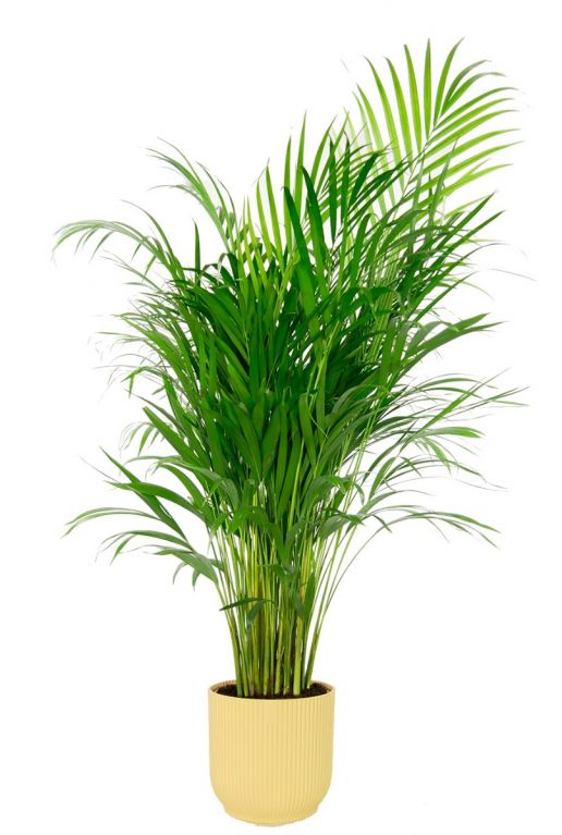 Areca in elho vibes fold