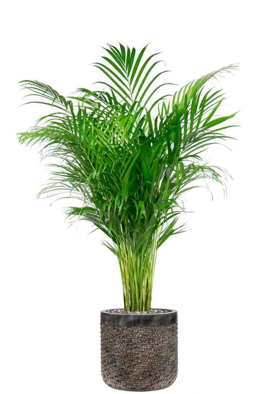 Areca in luxe plantenpot