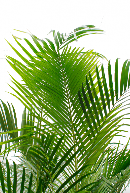 goudpalm mooi groen blad 