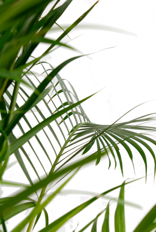 Areca leuke kamerplant