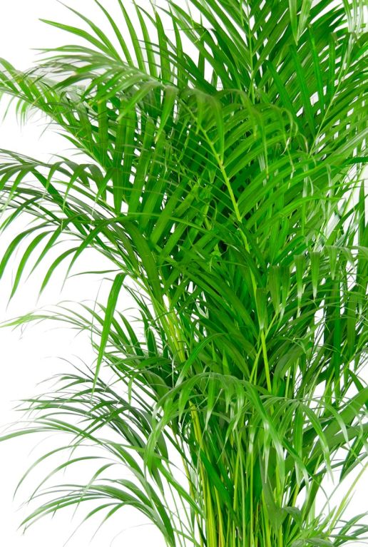 Areca palm 3