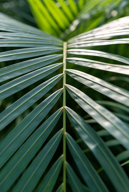 Areca palm blad
