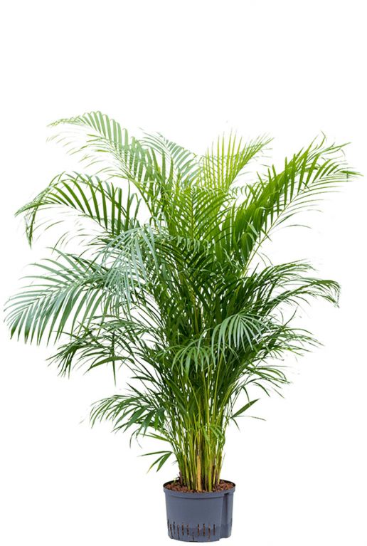 Areca palm hydrocultuur