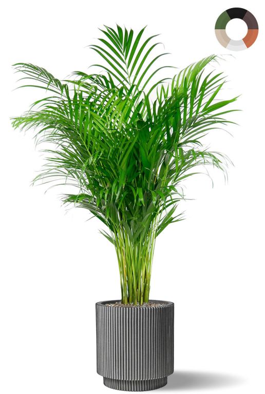 Areca palm in capi bloempot