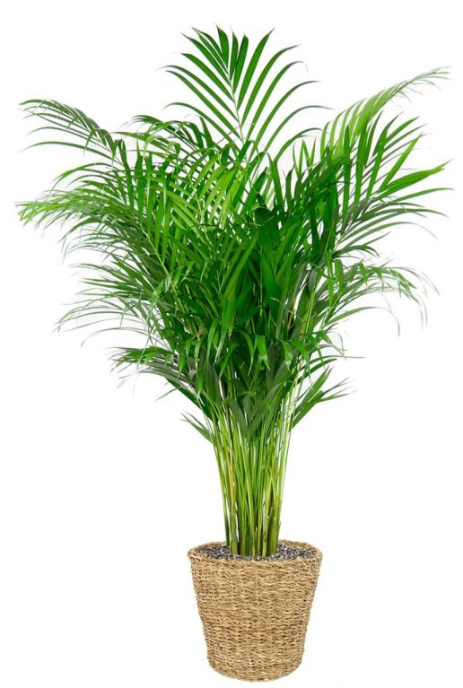 Areca palm in mand 2 1