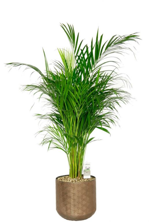 Areca palm in pot