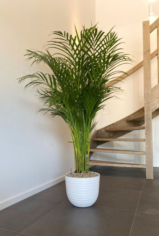 Areca plant in witte pot