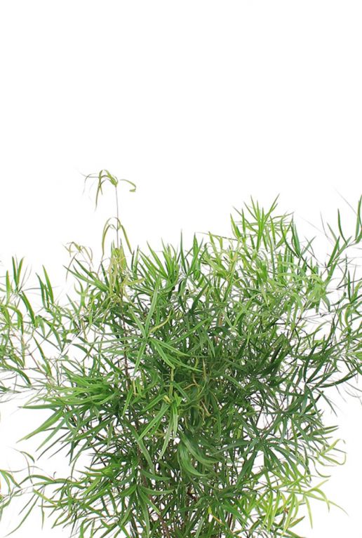 Asparagus falcatus kamerplant 1