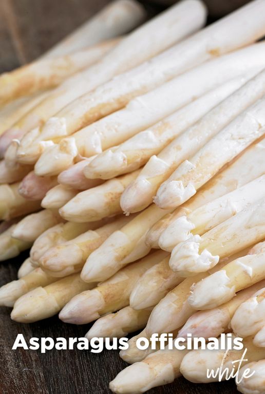 Asparagus officinalis white bloembollen