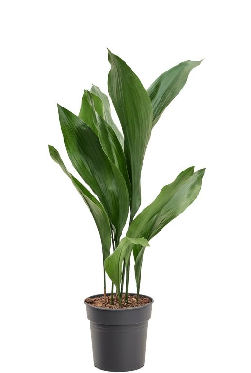 Aspidistra elatior-1