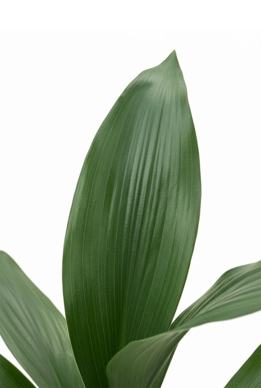 Aspidistra elatior-2