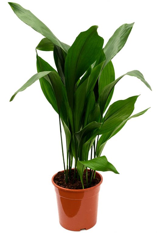 Aspidistra elatior