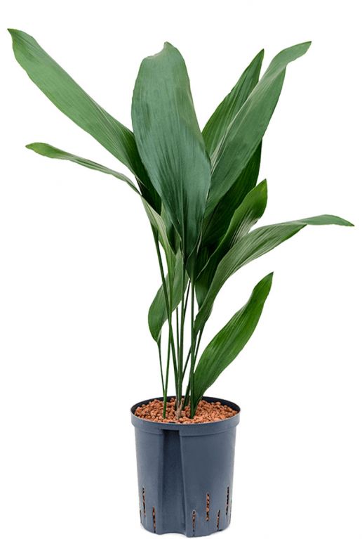 Aspidistra elatior hydro plant