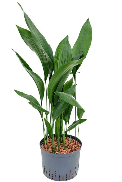 Aspidistra elatior hydrocultuur