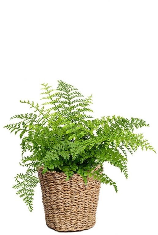 Planten in gevlochten mand