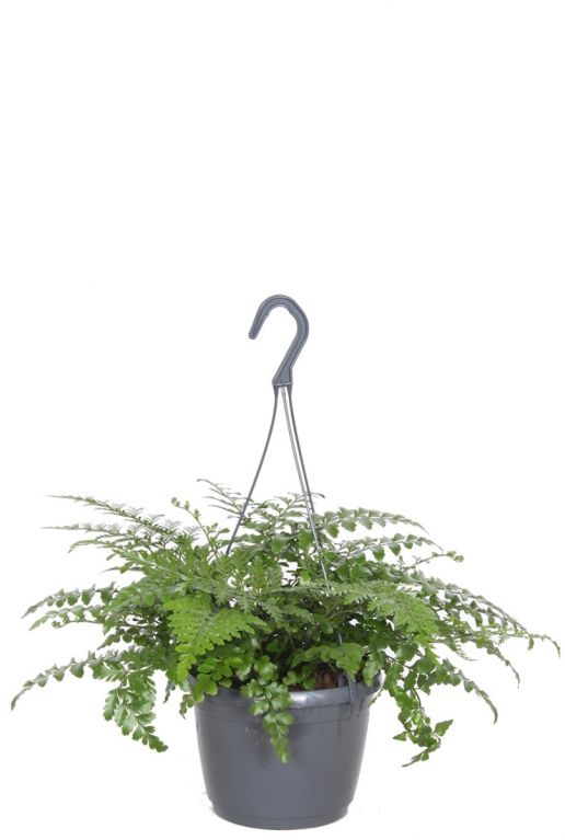 Asplenium parvati hangplant