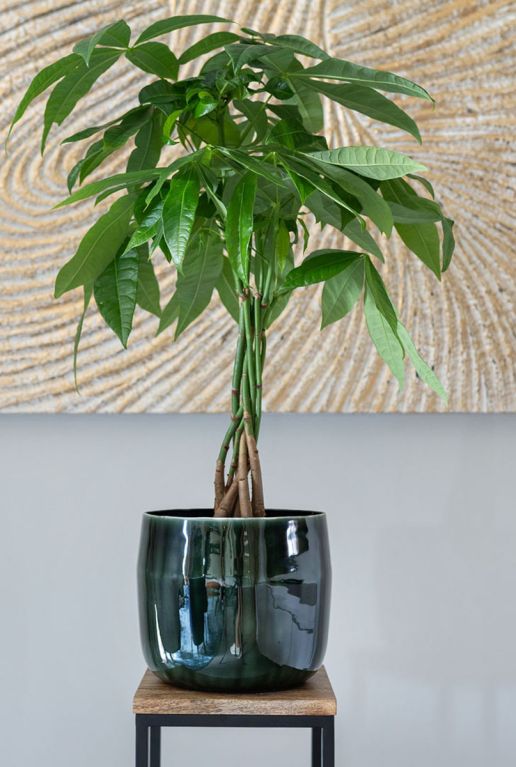 Babet pot pine plant 4