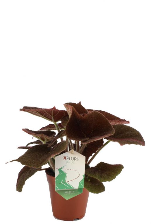 Begonia masoniana river