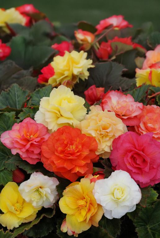 Begonia odorosa mix