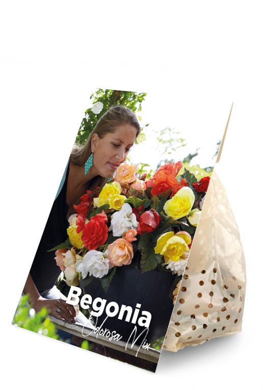 Begonia Odorosa Mix
