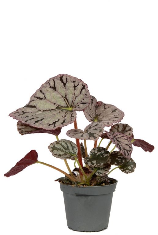 Begonia rex chayo mini