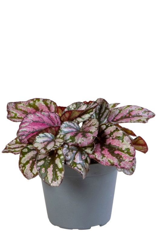 Begonia rex hugh mclauchlan