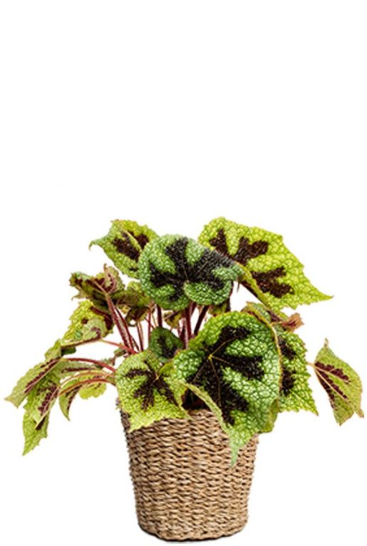 Planten in gevlochten mand
