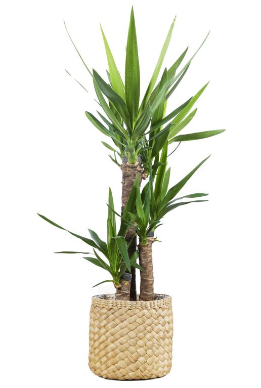 Ben-basket-bruin-26cm-plant